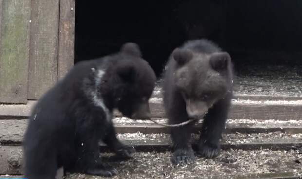 Видео: Медвежата из Смоленска осваиваются в лесной избушке