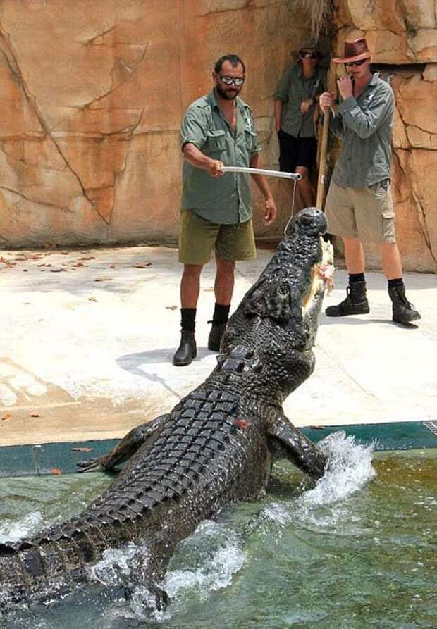 Аттракцион в Австралии c крокодилом (12 фото)