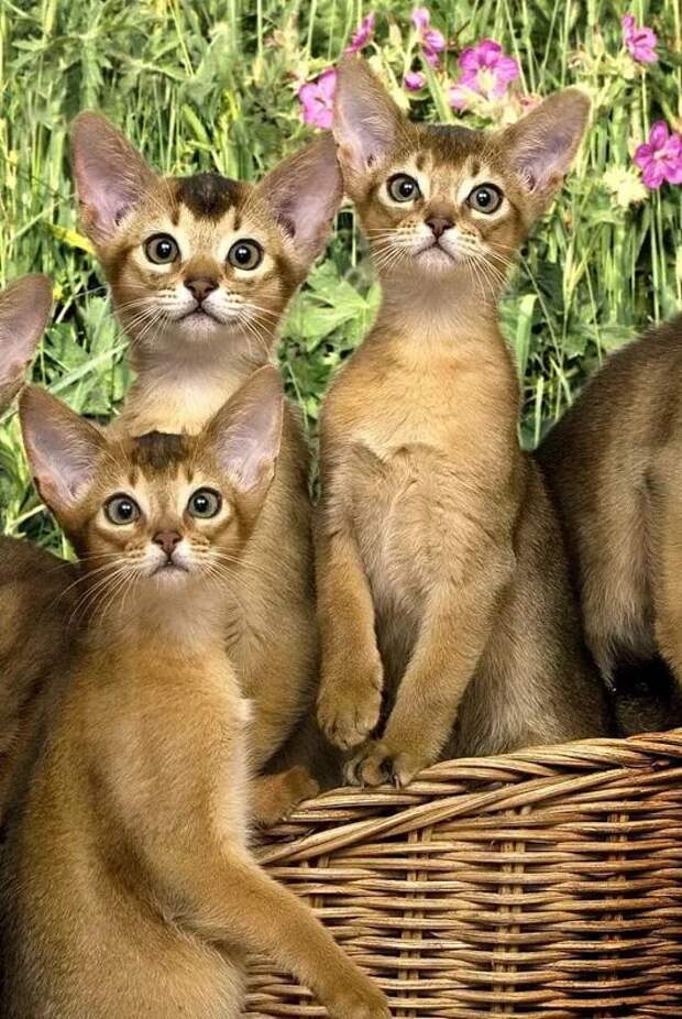 абиссинские котята