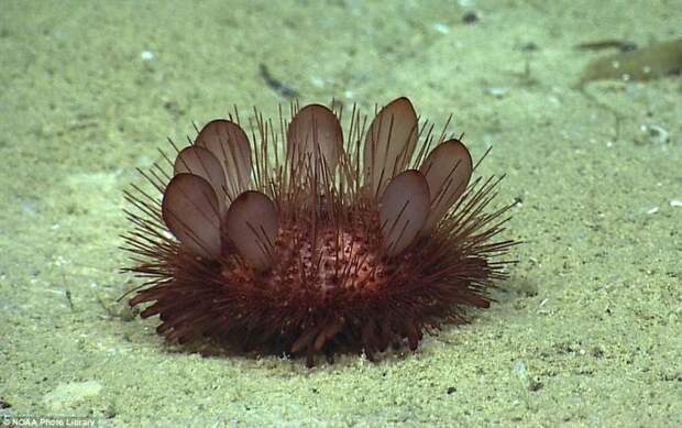 Морской еж Phormosoma placenta жители океана, морские глубины, морские жители, океан, подводные обитатели, подводный мир, подводный монстр