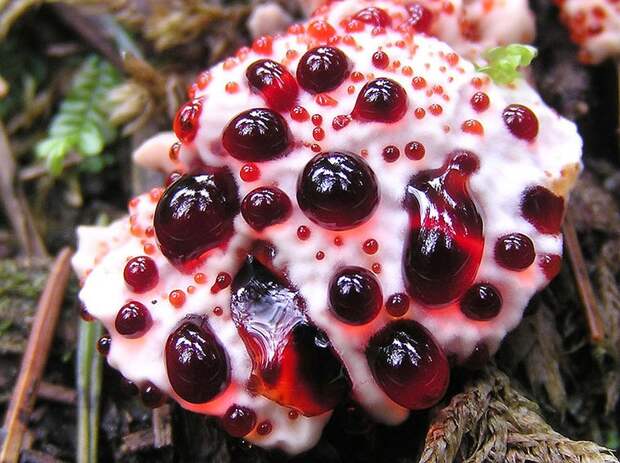 creepyplants02 Самые жуткие растения