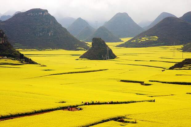 Canola Flower Fields, China 1