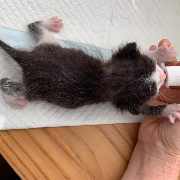 котенок кушает