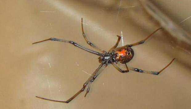 Описание, фото, образ жизни паука-отшельника