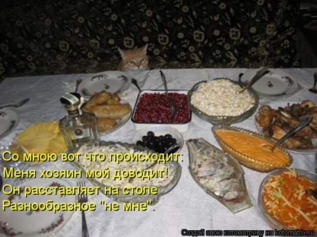 Котоматрицы(картинки с надписями)