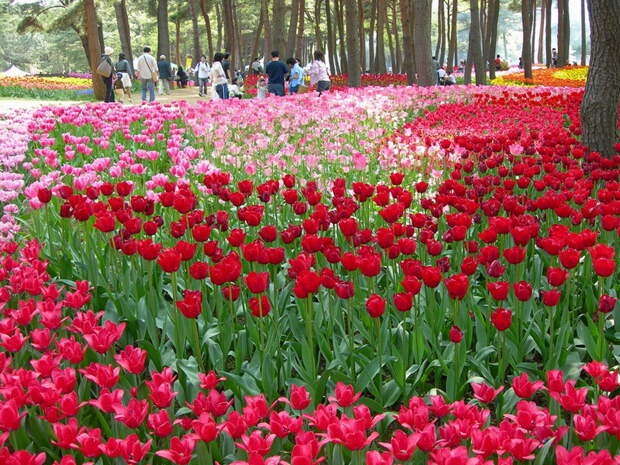NewPix.ru - «Hitachi Seaside Park» сад цветов в Японии