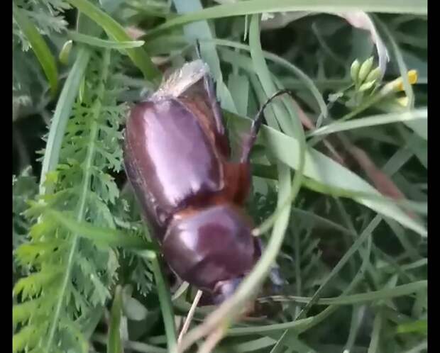 В парке «Москворецкий» нашли редких краснокнижных жуков
