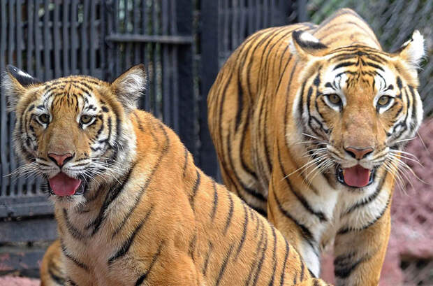 9-месячный тигренок со своей мамой в зоопарке в Хайдарабаде, Индия