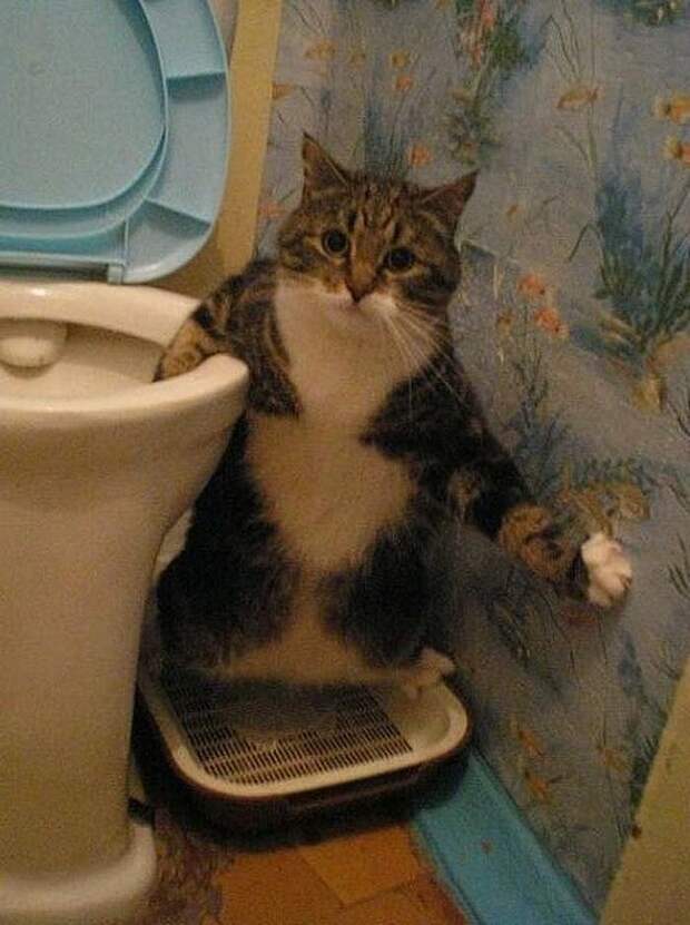 lolcats64 100 лучших фотографий кошек всех времен и народов