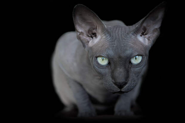 Инопланетная красота кошек породы сфинкс