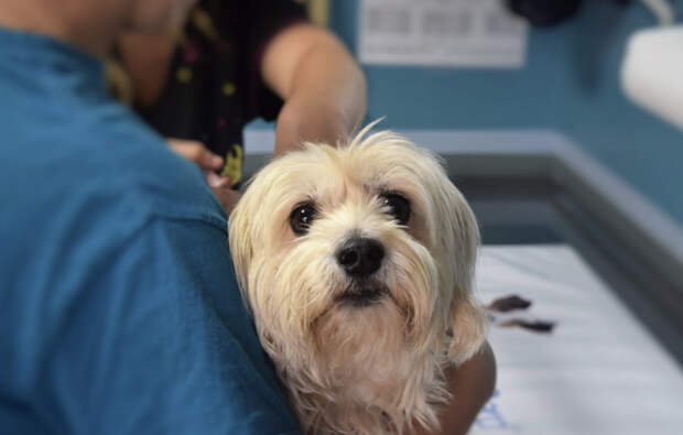 Ветврач Петербурга проведет в ИК строгого режима 5 лет за взятки