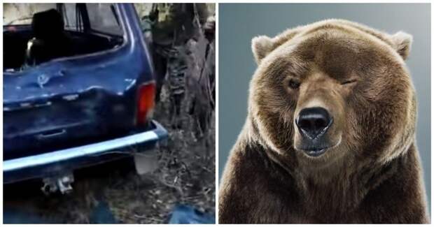 Медведь превратил в консервную банку автомобиль охотников, пока они выслеживали кабана видео, животные, медведь, неудача, нива, происшествие, россия