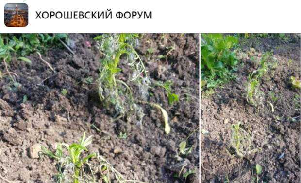 «Жилищник» предупредили о своевременном поливе цветов в Чапаевском парке