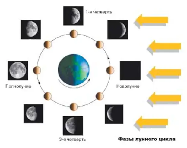 Фаза луны рыбалка. Лунный цикл. Цикл лунных фаз. Клев и фазы Луны. Фазы Луны для рыбалки.