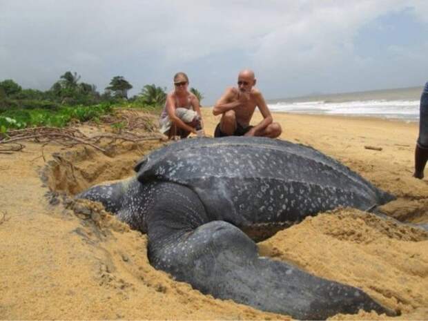 Немного о самой большой черепахе в мире