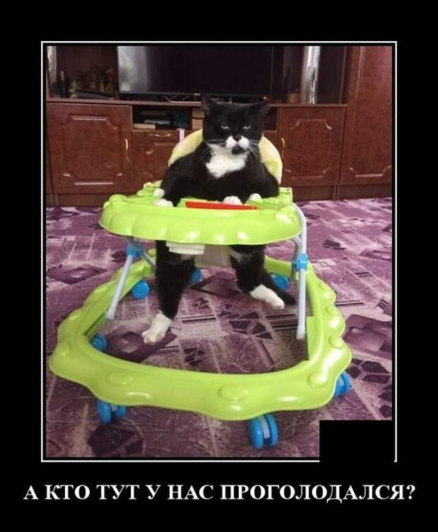 demotivatory-kartinki-smeshnye-kartinki-fotoprikoly