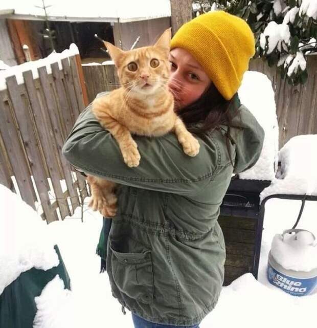 кошки и снег не предназначены друг для друга