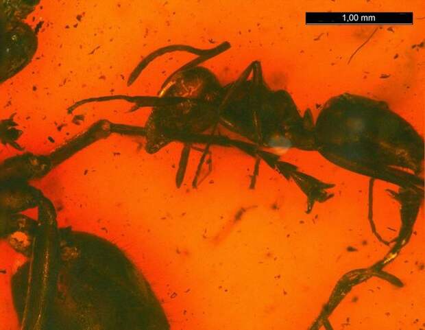 Древнейшая муравьиная драка, дошедшая до наших дней