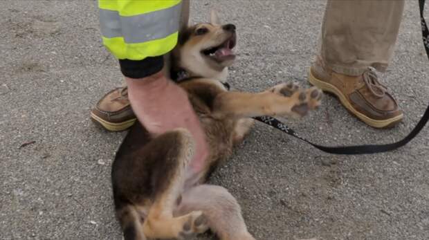 Пожарный спас щенка из-под бетонных завалов - эта встреча изменила жизнь обоих до и после, история, история спасения, помощь животным, собака, собаки, спасение животных