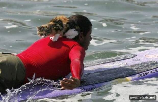 cat-the-surfer02