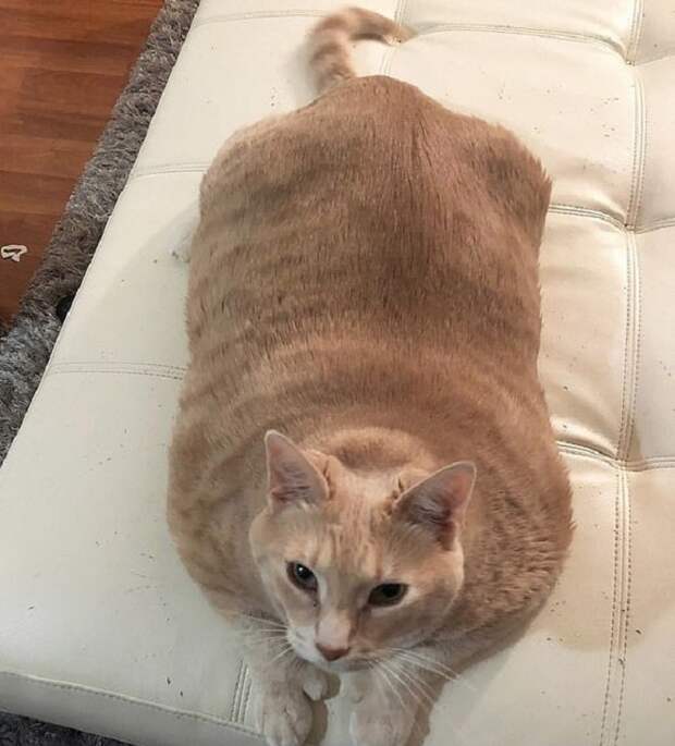 Рыжий кот Кот лежит