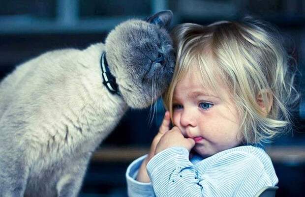дети и коты, ребёнок и кот, kids with cats