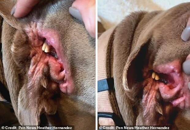У этой собаки есть два рта и второй рот находится там же, где и ухо (там даже есть три зуба)