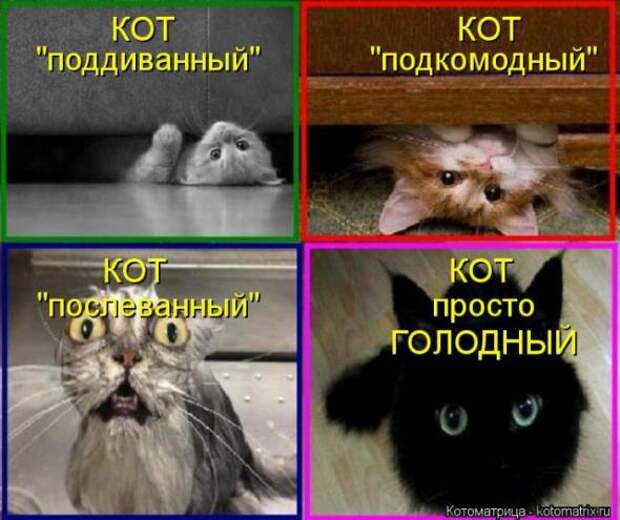Котоматрицы (картинки с надписями)