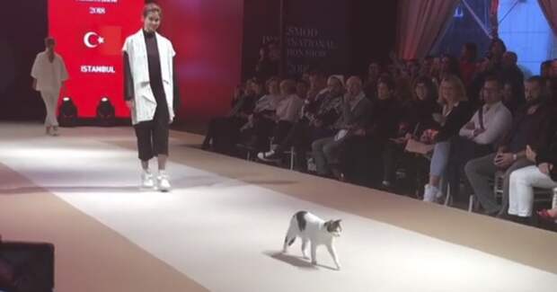 Cat Interrupts Fashion Show, Puts On A Show Of His Own