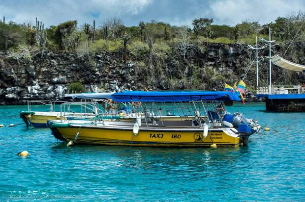 Галапагосы. Остров Санта Фе galapagos01 Галапагосы. Остров Санта Фе