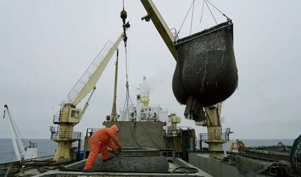 Россия начала поставки рыбы в Бразилию