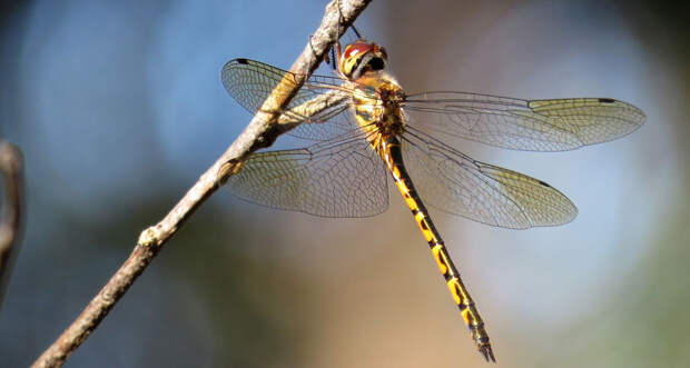 dragonfly