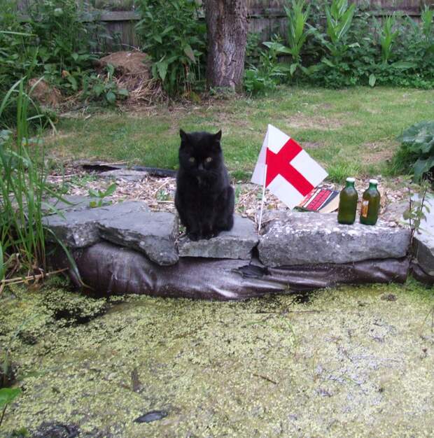 My cat is sad