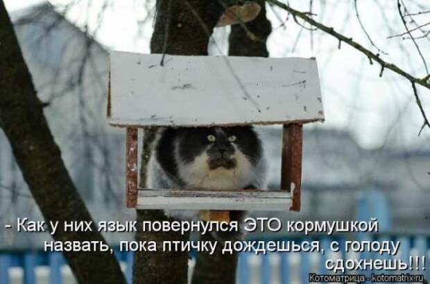 Котоматрицы(картинки с надписями)