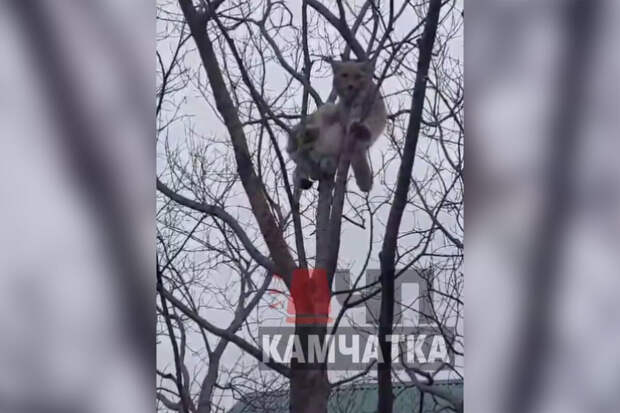 На Камчатке спасатели сняли с дерева застрявшую рысь