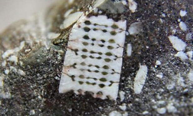 Загадочный «микрочип» был обнаружен в камне возрастом 250 миллионов лет.