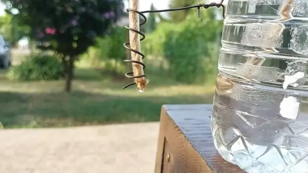 Простейший бутылочный капельный полив. Сделайте такой перед отпуском, и цветы будут политы