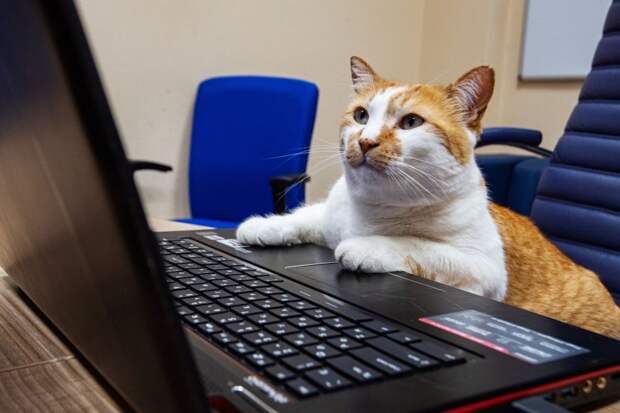 Банк России объяснил котом-админом появление поста с «ыыыффффыыыы»