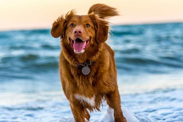 Исследование: мозг современных собак втрое меньше, чем у их предков