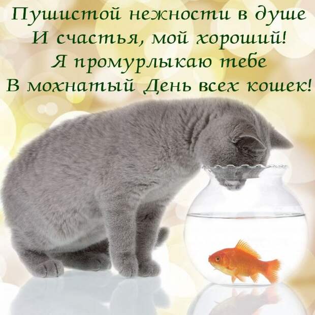 день-кошек-картинка