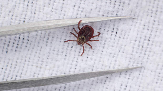 Ученый назвал районы Подмосковья с максимальной активностью клещей