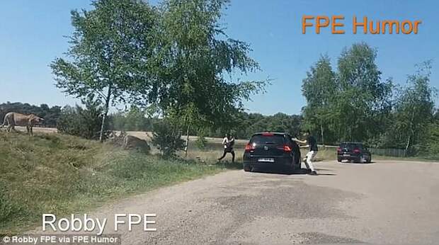 Гепарды чуть не съели французских туристов, которые вышли из машины на сафари