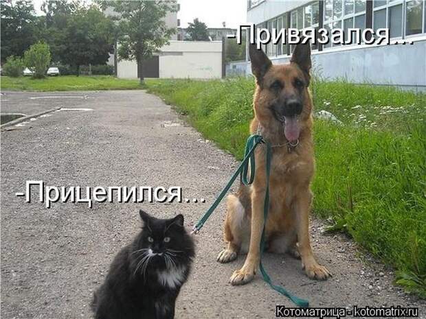 Мысли вслух :) 23 пушистые мыслишки