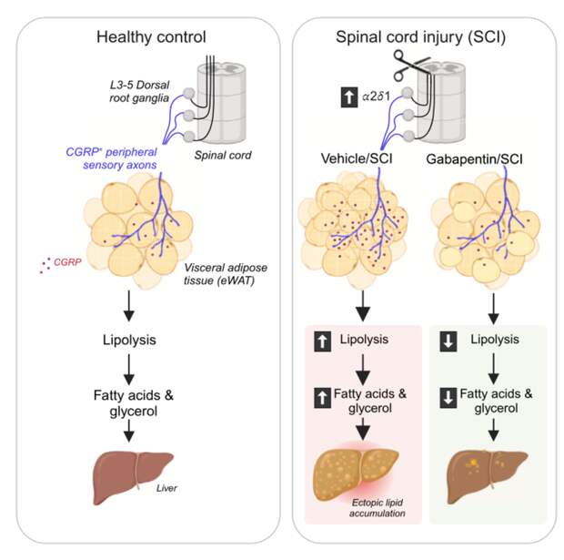 Как повреждения спинного мозга вызывают метаболические расстройства