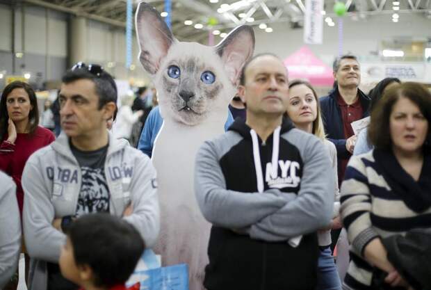 Выставка кошек в Риме Выставка кошек в Риме