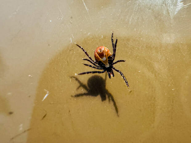 Раскрыты последствия похолодания для клещей