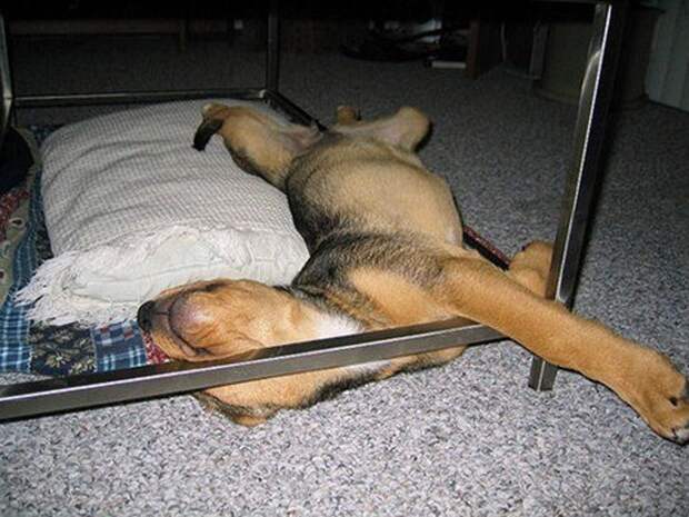 sleepydogs28 30 собак в самых невообразимых позах во сне