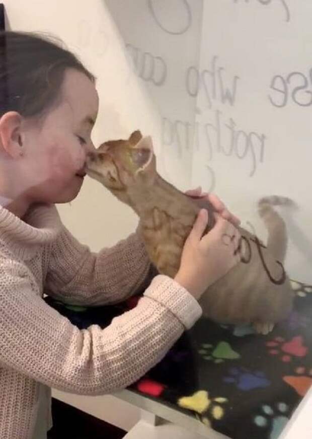 Котенок целует девочку