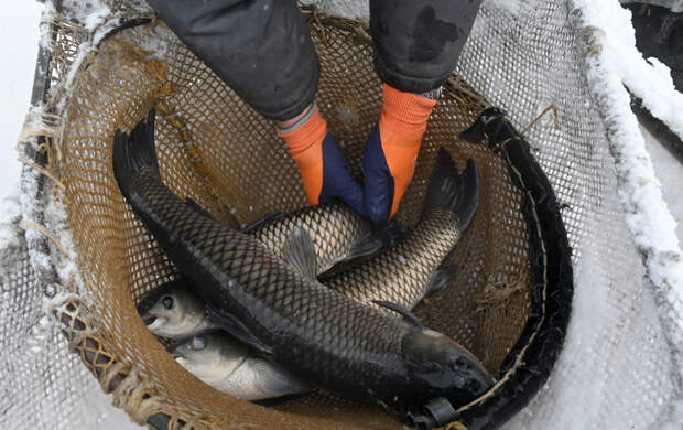 В российской рыбной торговле возник большой дисбаланс