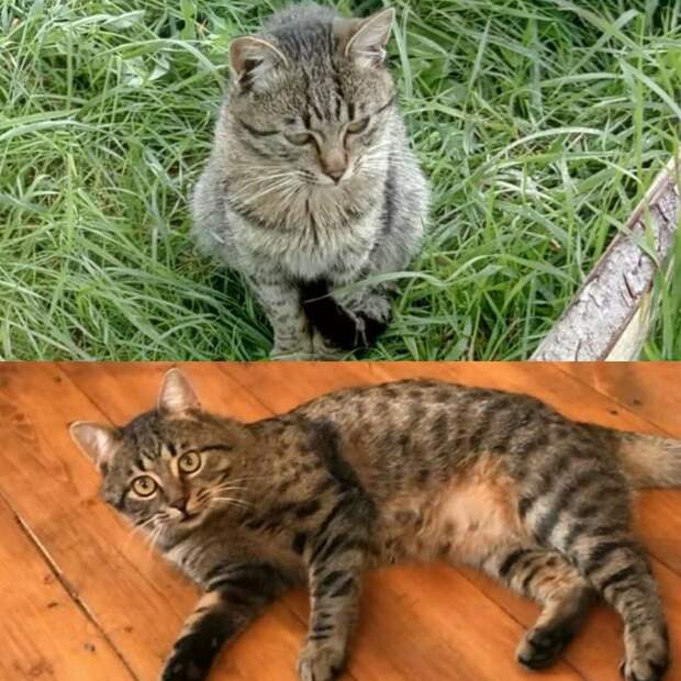 Кот Степа на на улице, когда выживал там один и дома. Разница очевидна.